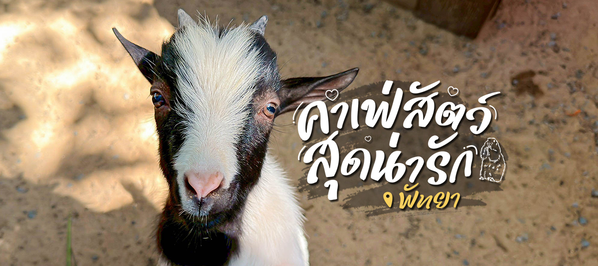 เที่ยวพัทยา แวะที่เดียว…ครบจบคาเฟ่สำหรับคนรักสัตว์!