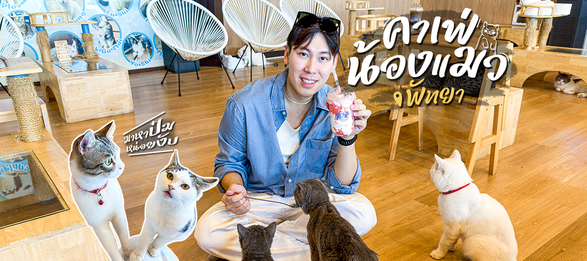 คาเฟ่แมวติดทะเลพัทยา เล่นกับน้องแมวพร้อมชมวิวทะเล!