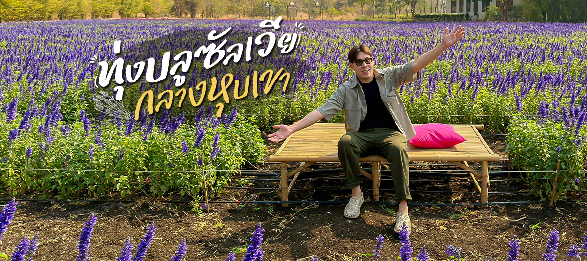 อลังการอย่างกับอยู่ต่างประเทศทุ่งบลูซัลเวียกลางหุบเขา!